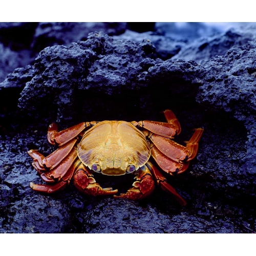 Ecuador, Galapagos Sally lightfoot crab
